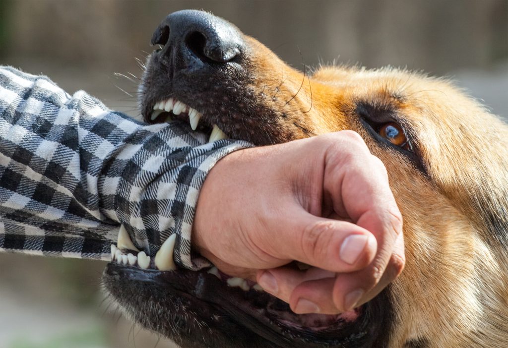 Olathe Dog Bite lawyer