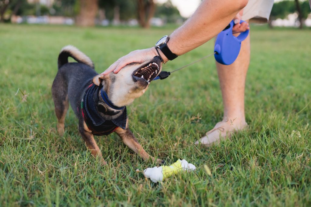 Understanding Florida’s Dog Bite Laws and Child Safety