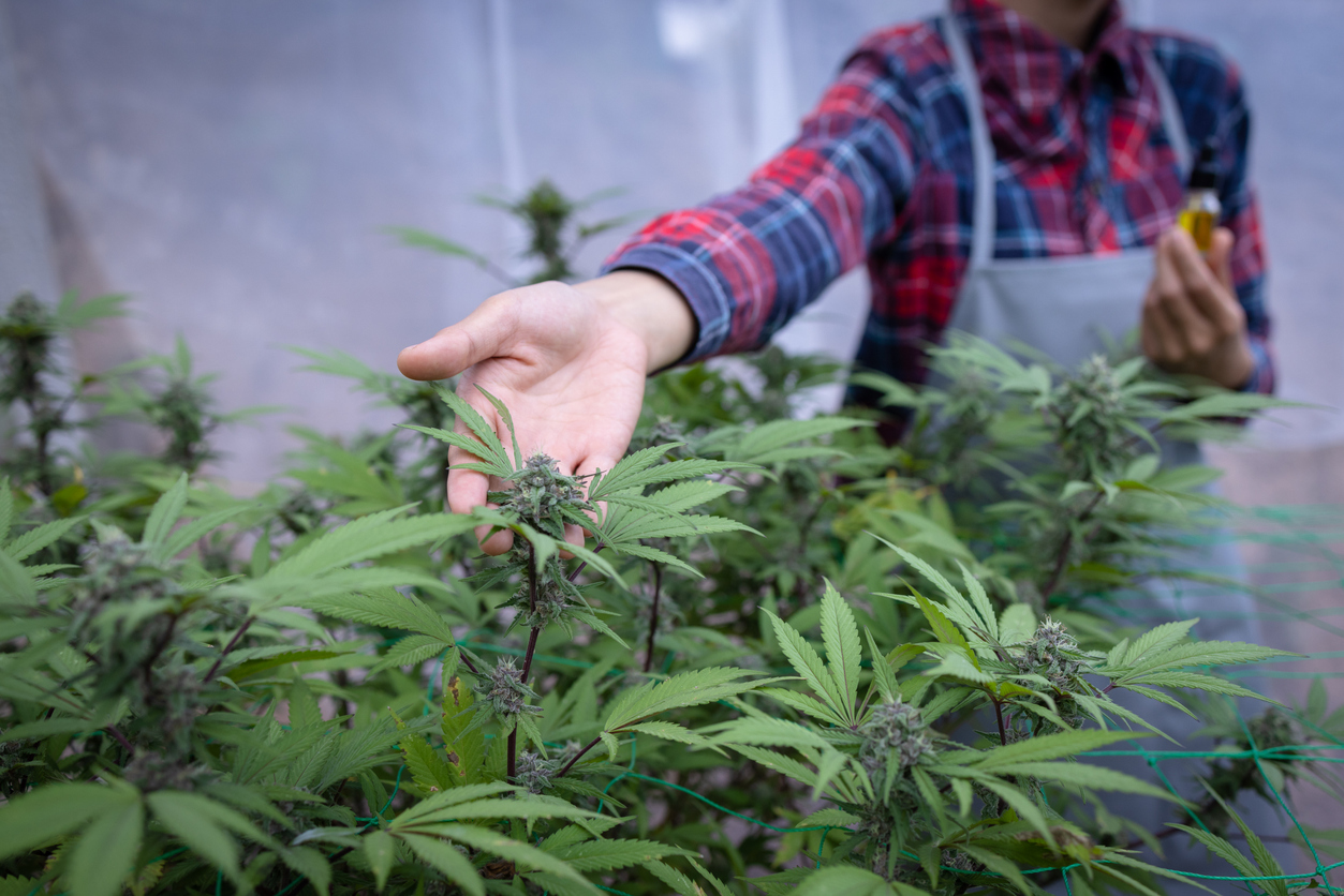 Obligations After Receiving a California Cannabis Microbusiness License